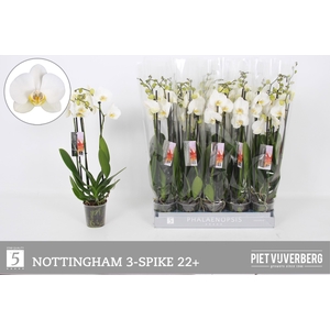 PHAL AN NOTTINGHAM