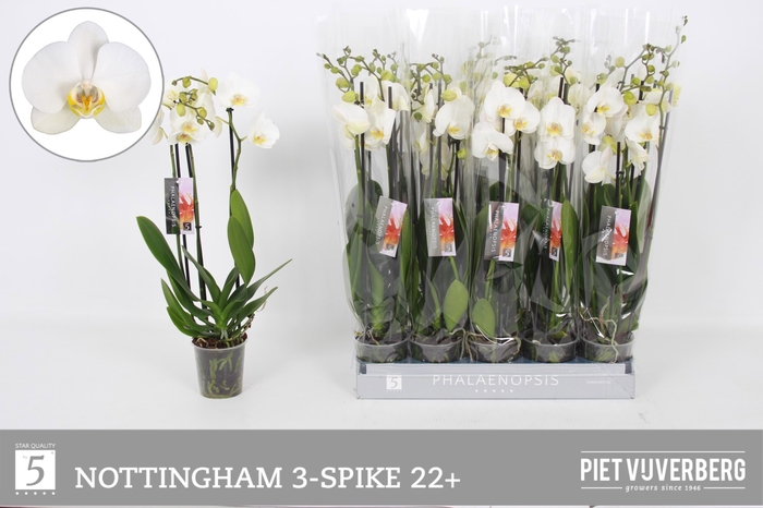 <h4>PHAL AN NOTTINGHAM</h4>