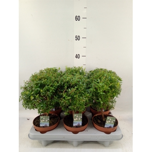 Myrtus communis