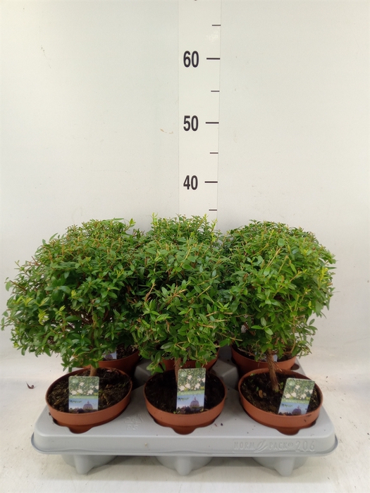 <h4>Myrtus communis</h4>