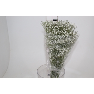 GYPSOPHILA DYNAMIC LOVE 070 CM
