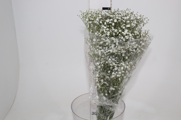 <h4>GYPSOPHILA DYNAMIC LOVE 070 CM</h4>