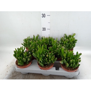 Crassula ovata 'Gollum'