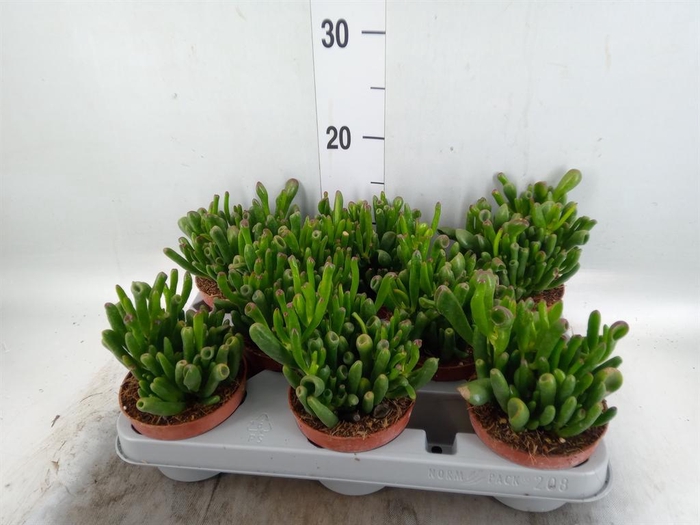 <h4>Crassula ovata 'Gollum'</h4>