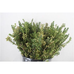 MYRTUS COMMUNIS