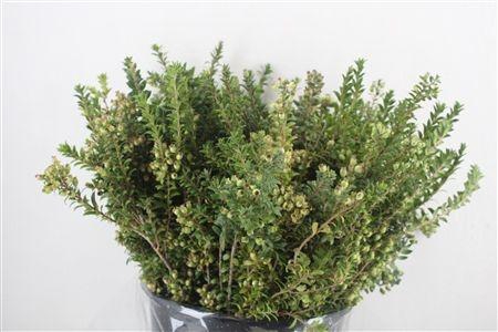 <h4>MYRTUS COMMUNIS</h4>
