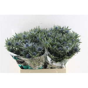 Eryngium Aquarius Qstar
