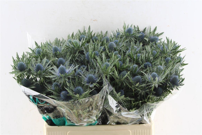 <h4>Eryngium Aquarius Qstar</h4>