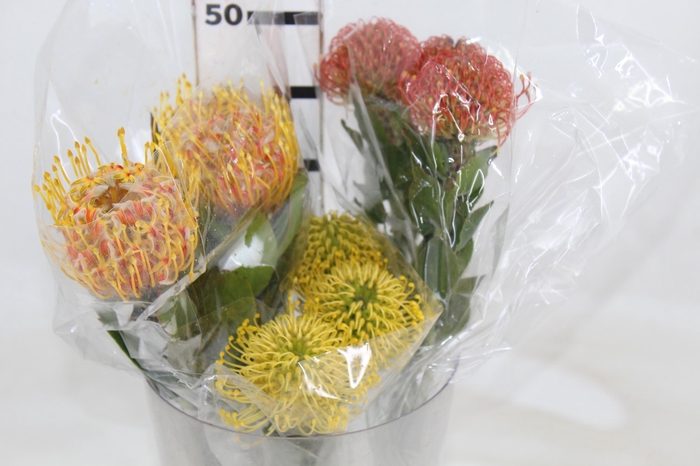 PROTEA LEUCOSPERMUM VARIADO 000