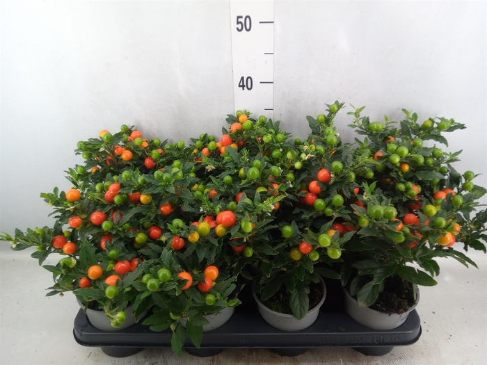 Solanum pseudocapsicum 'Bartoli'