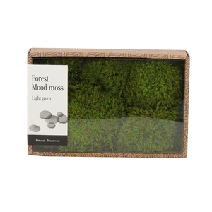 Mood Moss Gepreserveerd - Box M