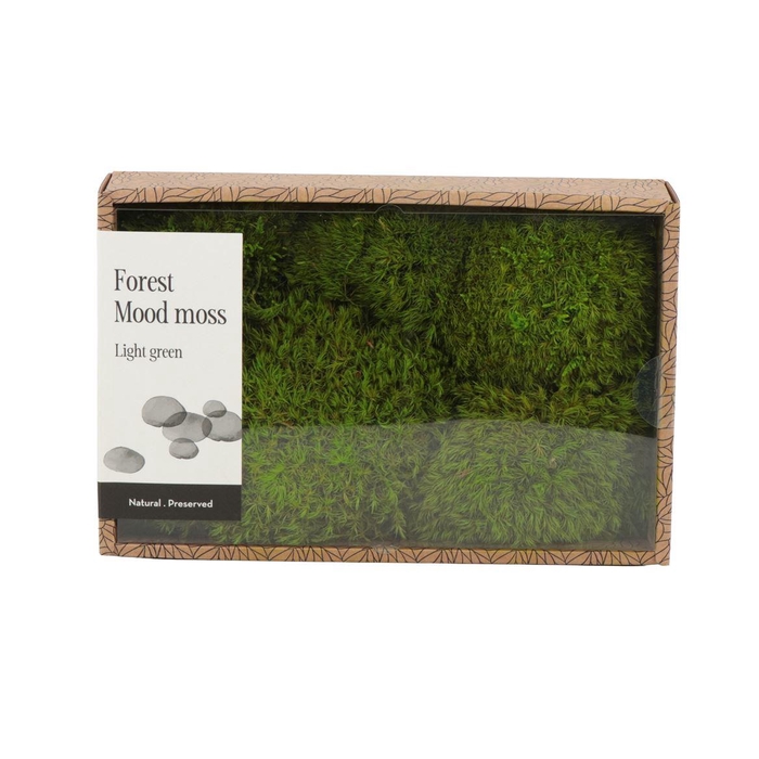 <h4>Mood Moss Gepreserveerd - Box M</h4>