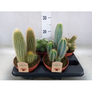Cactus   ...mix