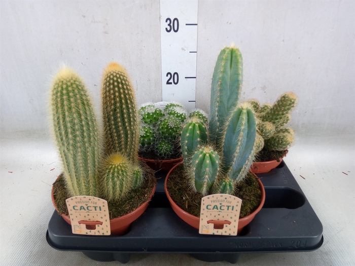 <h4>Cactus   ...mix</h4>