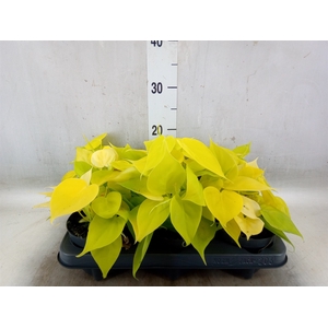 Philodendron scand. 'Lemon Lime'