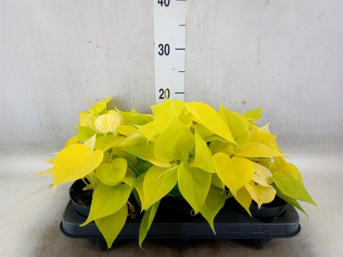 <h4>Philodendron scand. 'Lemon Lime'</h4>