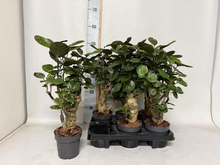 <h4>POLY FABIAN</h4>