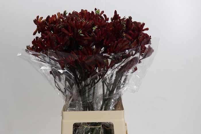 <h4>Anigozanthos Early Spring</h4>