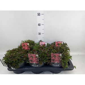 Sedum spurium 'Spot on Red'