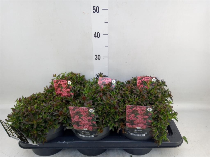 <h4>Sedum spurium 'Spot on Red'</h4>