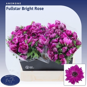 Anemone Fullstar Bright Rose