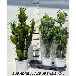 EUPHOR ACRURENSIS