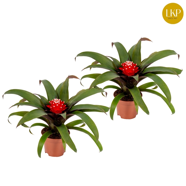<h4>Guzmania Priscilla Rood (Met Hoes)</h4>