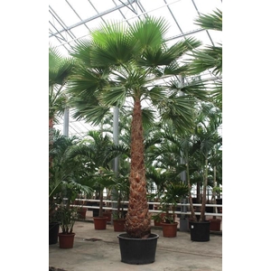 Washingtonia robusta