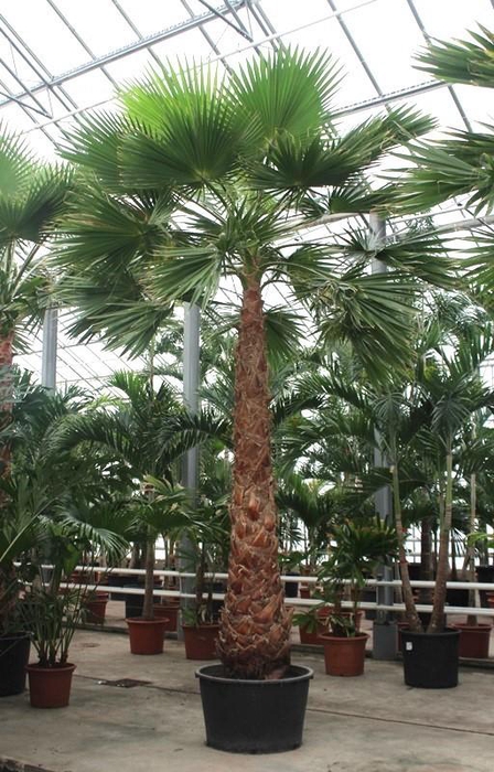 <h4>Washingtonia robusta</h4>