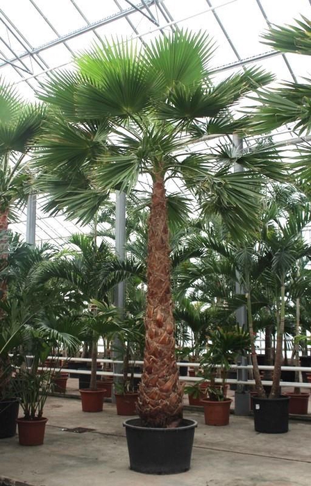 <h4>Washingtonia robusta</h4>