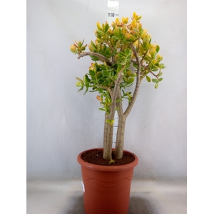 Crassula ovata 'Sunset'