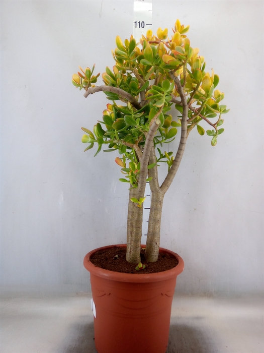 <h4>Crassula ovata 'Sunset'</h4>
