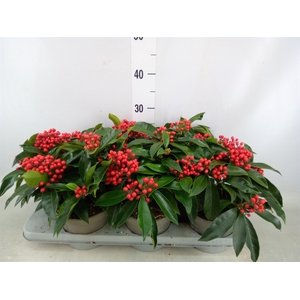 Skimmia jap. ssp  reevesiana