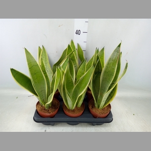 Sansevieria trifa.   ...