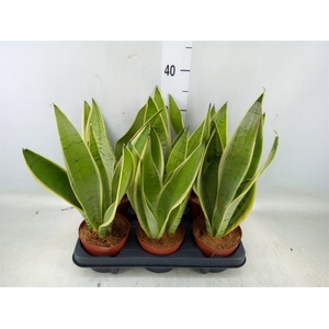 Sansevieria trifa.   ...