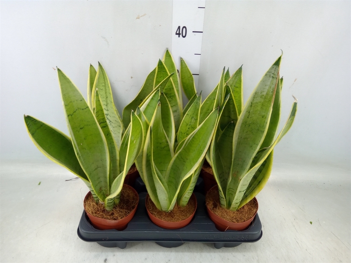 <h4>Sansevieria trifa.   ...</h4>