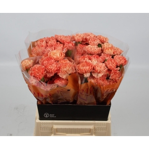 DI ST HERMES ORANGE