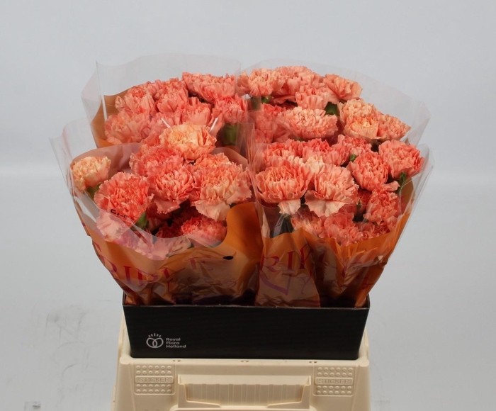 <h4>DI ST HERMES ORANGE</h4>
