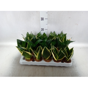 Sansevieria trifa. 'Hahnii'