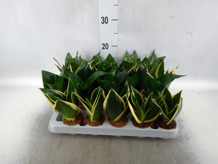 <h4>Sansevieria trifa. 'Hahnii'</h4>