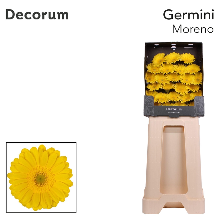 <h4>Germini Moreno Diamond</h4>