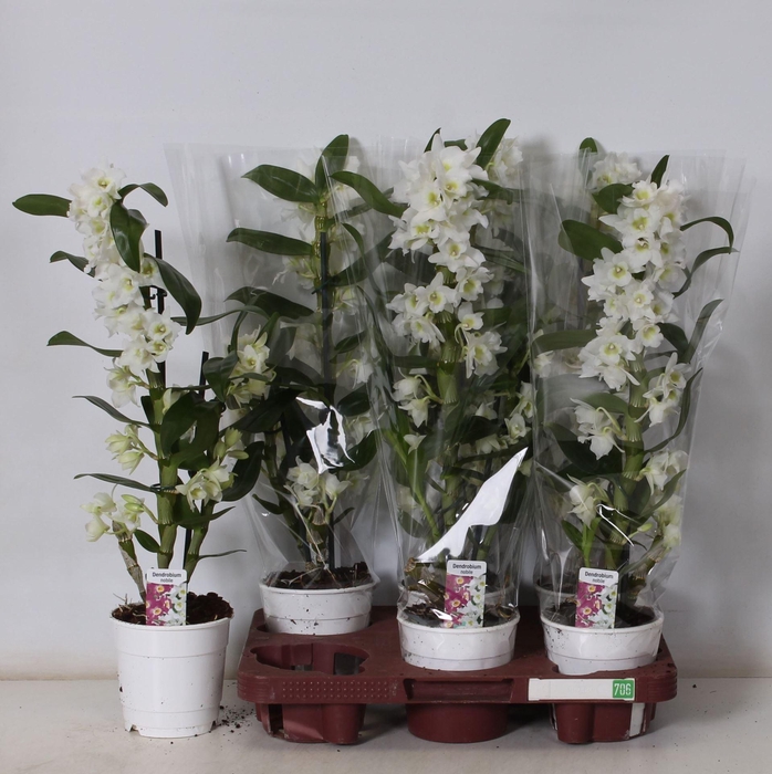 <h4>Dendrobium nobi. Star Class Apollon</h4>