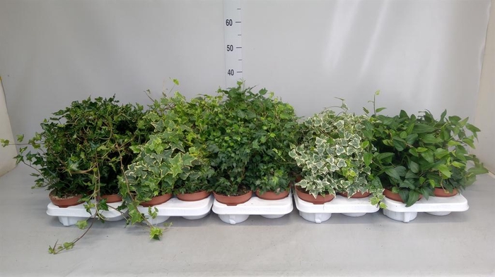 <h4>Hedera helix   ...</h4>