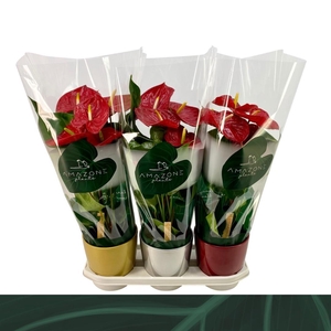 Anthurium rood 17cm Kerst mix keramiek