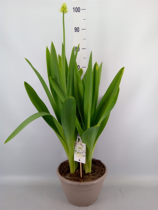 <h4>Ornithogalum saundersiae</h4>