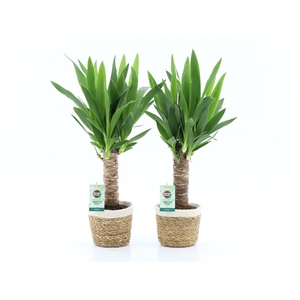 Yucca 25cm Hout 3+ kop in Noah Korb