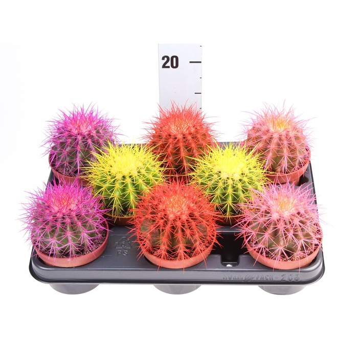<h4>Echinocactus grusonii</h4>