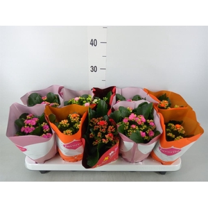 Kalanchoe blos. 'Perfecta'  ..mix 5