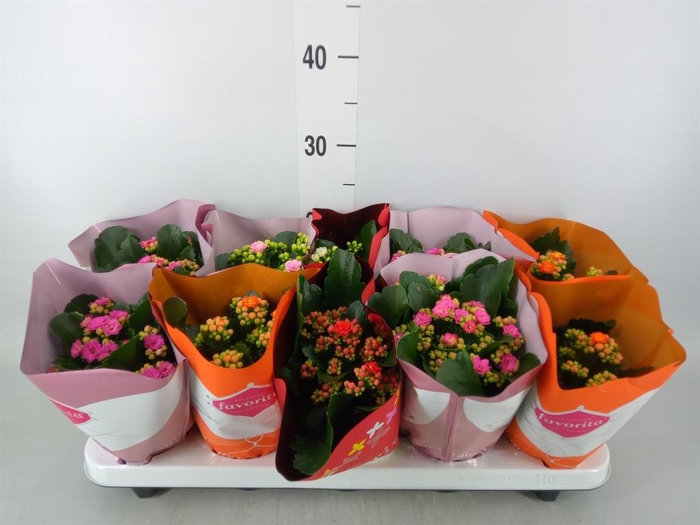 <h4>Kalanchoe blos. 'Perfecta'  ..mix 5</h4>