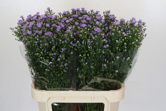 <h4>Aster Cassandra</h4>